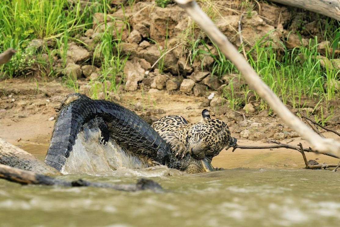 Jaguar vs Caiman